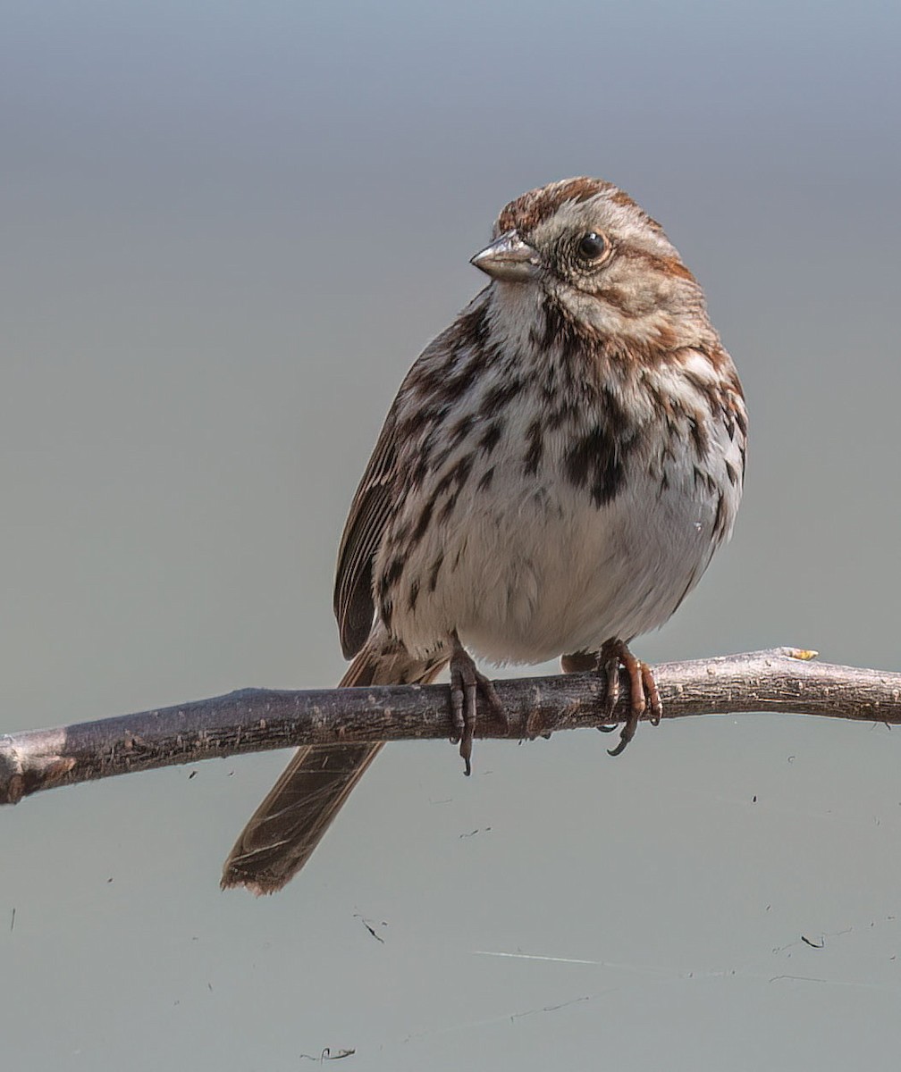 Song Sparrow - ML618222493