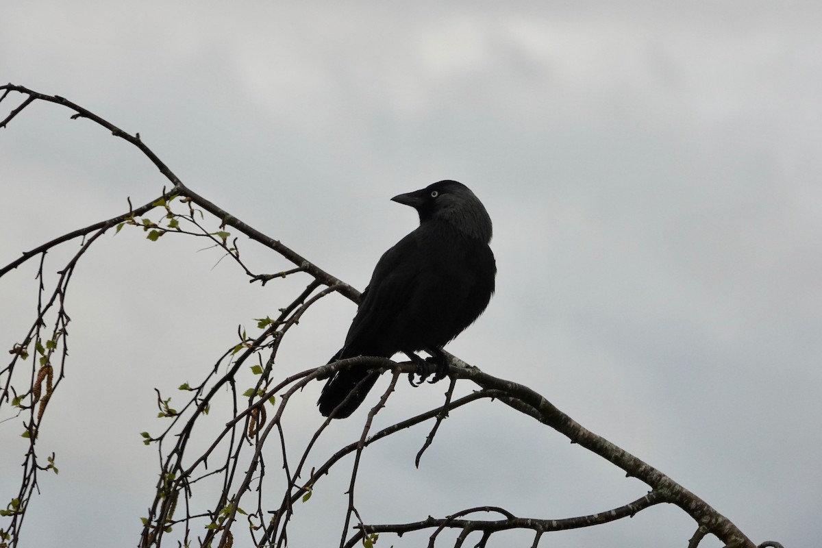 Eurasian Jackdaw - Nancy Henke