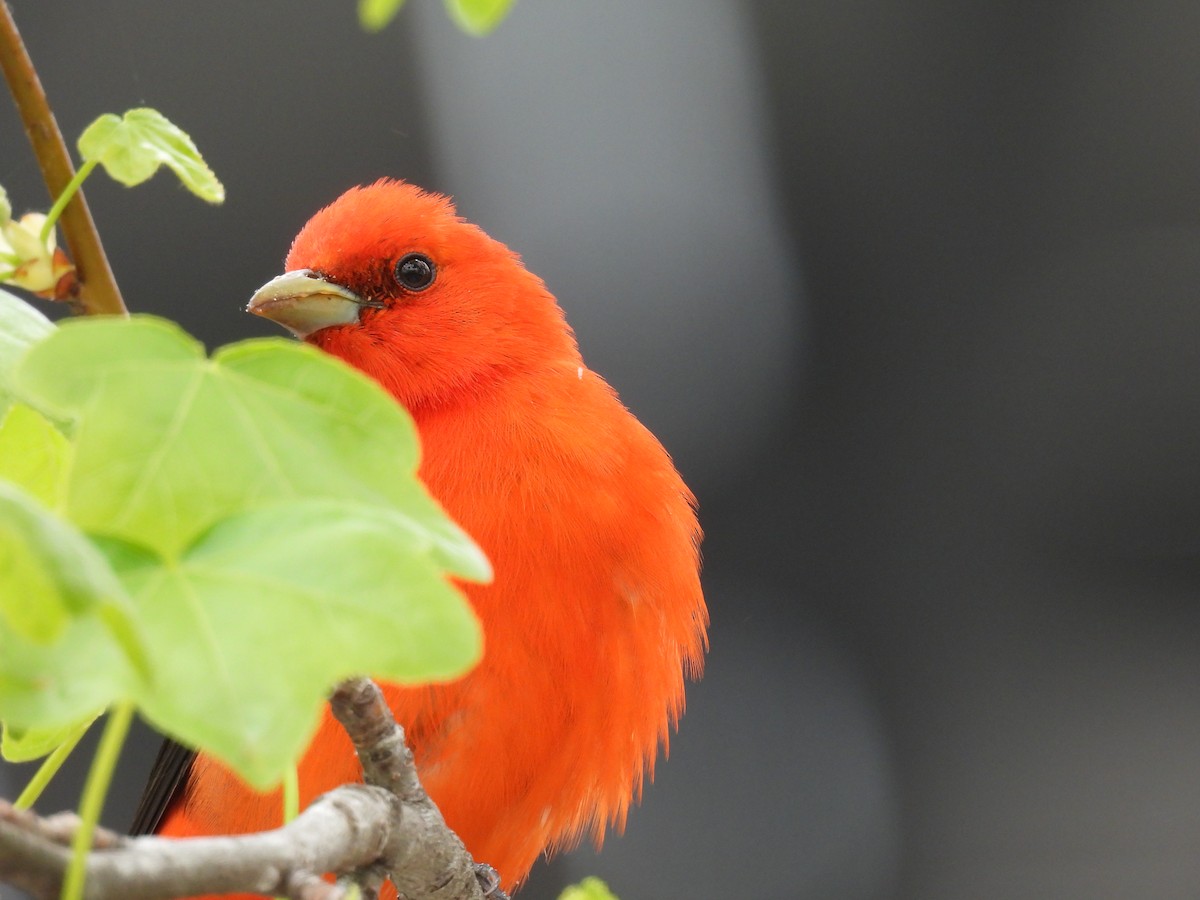 Scarlet Tanager - ML618222513