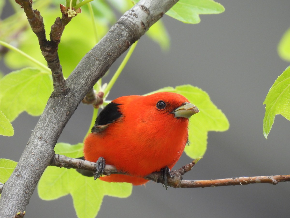 Scarlet Tanager - ML618222514