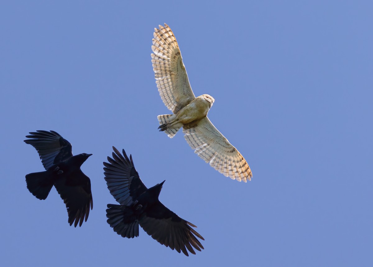 Barn Owl - Anonymous eBirber