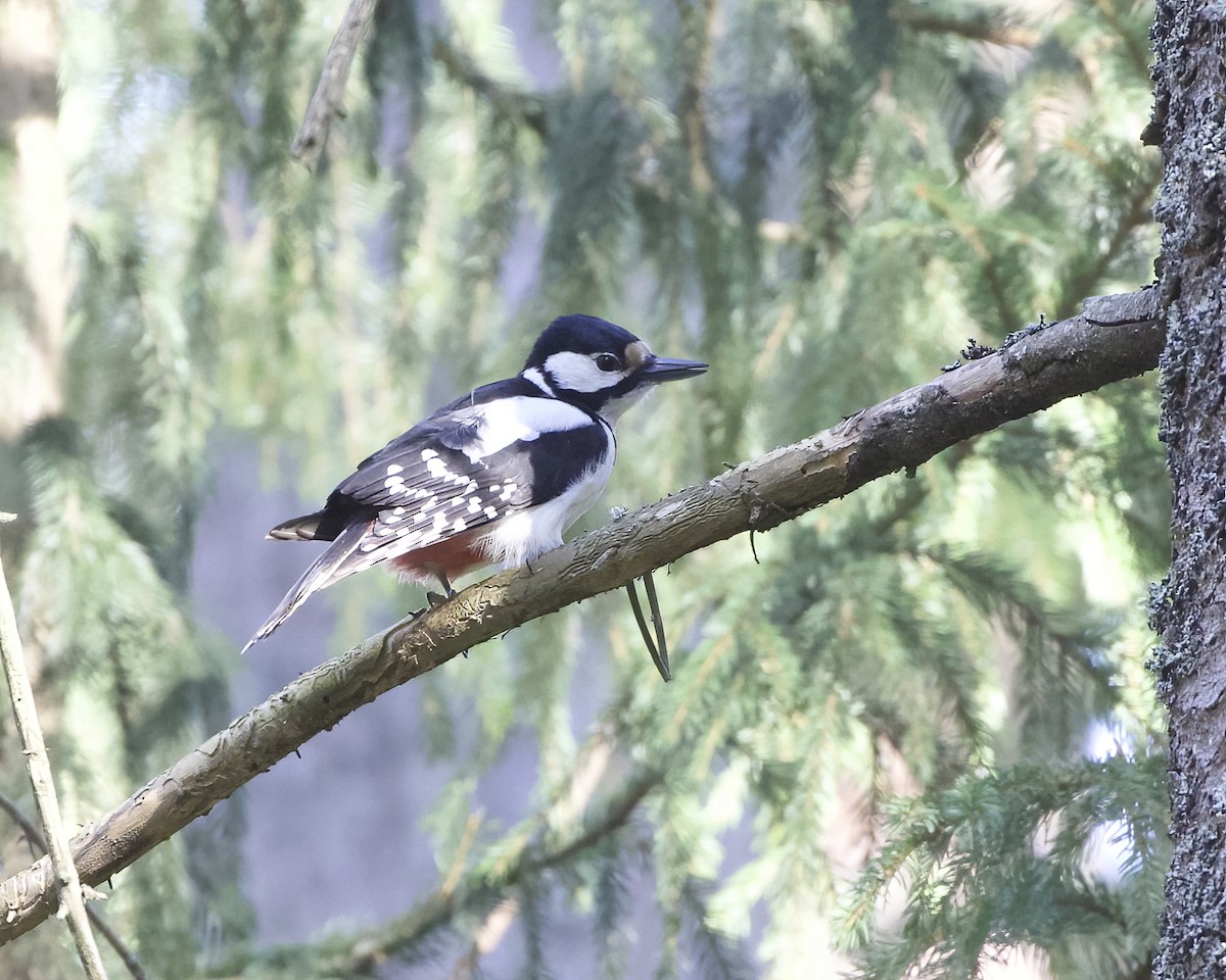 Great Spotted Woodpecker - Terence Degan