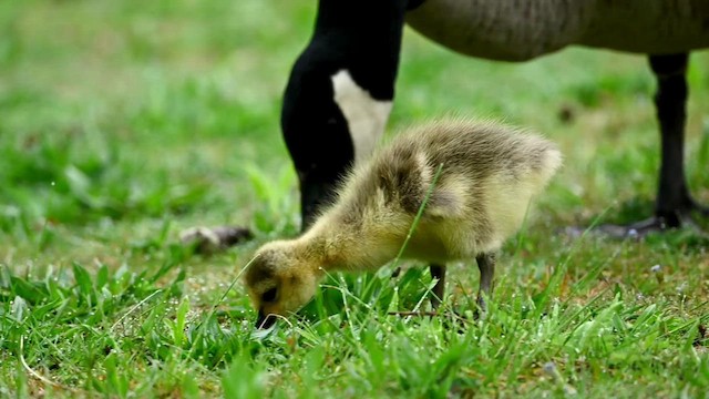 Canada Goose - ML618222629