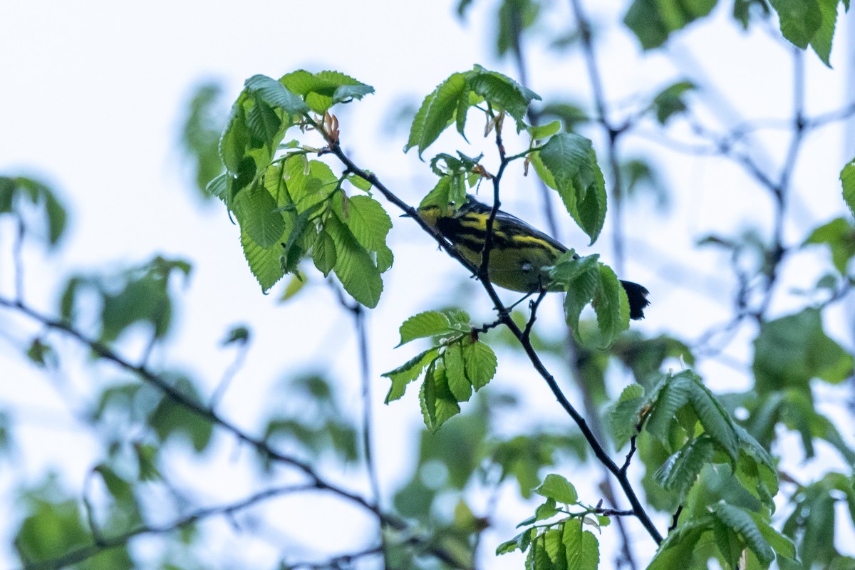 Magnolia Warbler - Robin Janson