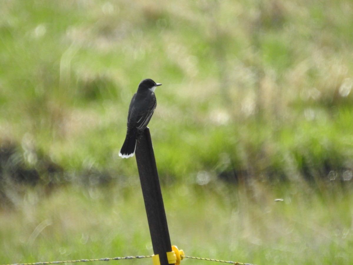 Eastern Kingbird - Andy McGivern