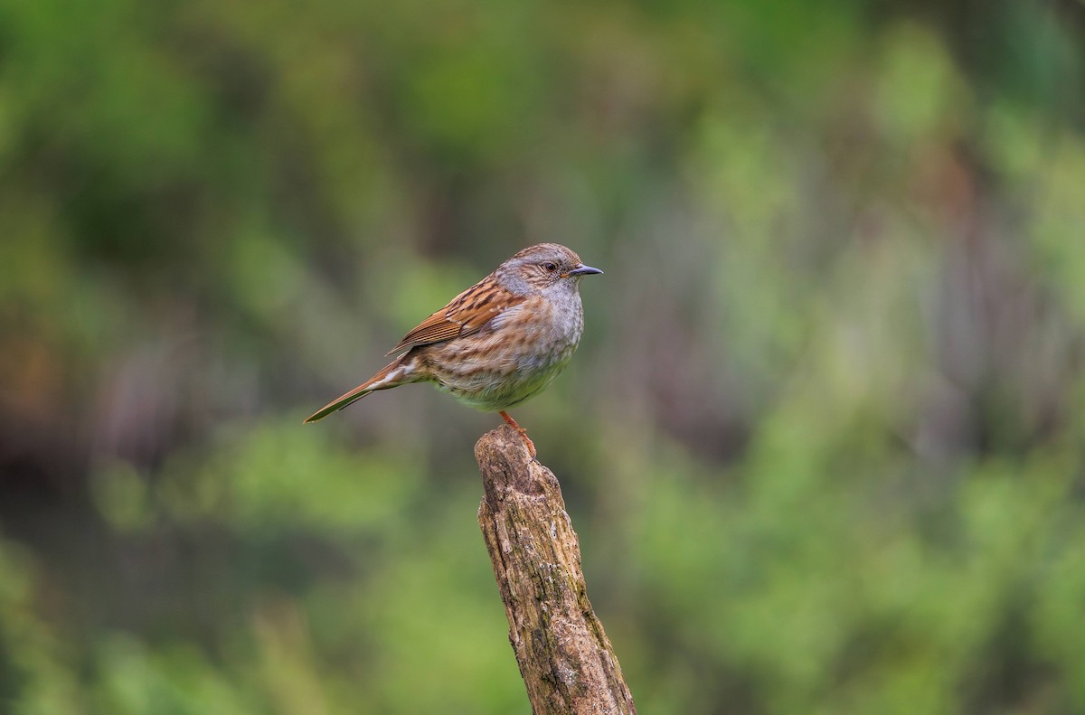 Dunnock - Tom Plummer