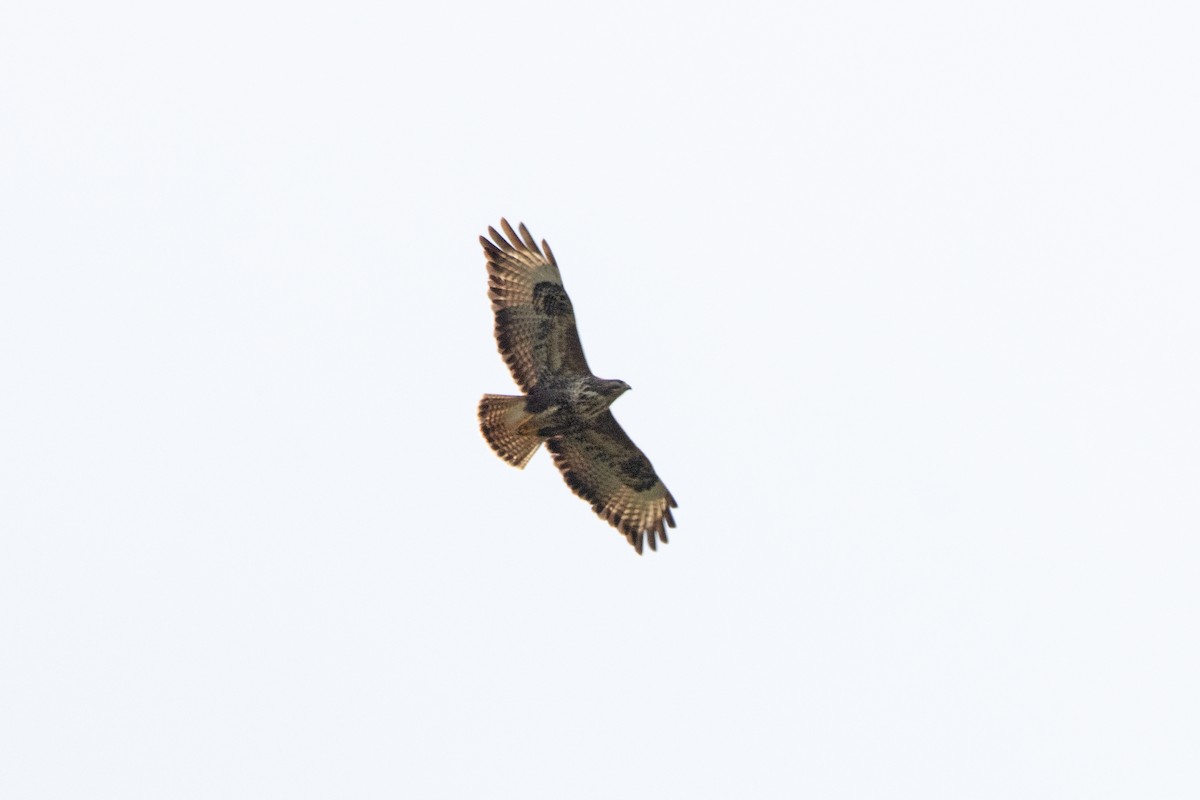 Common Buzzard - Letty Roedolf Groenenboom