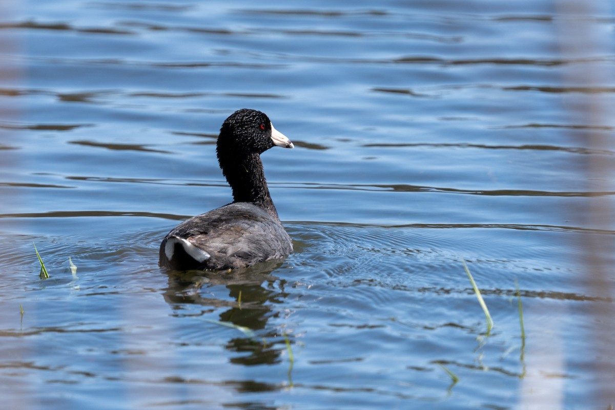 American Coot - ML618222675