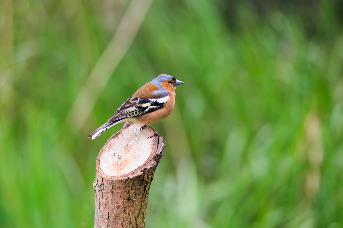 Common Chaffinch - Tom Plummer