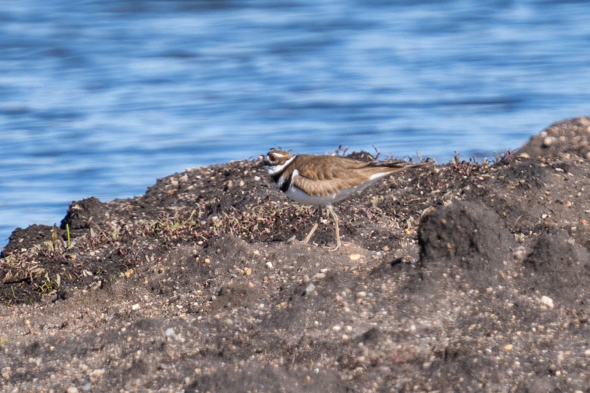 Killdeer - Evan Grimes