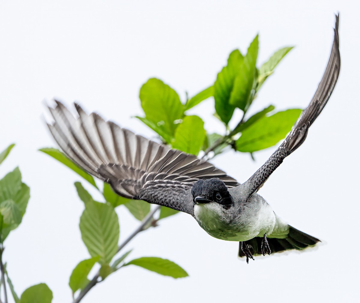 Eastern Kingbird - Pete Myers