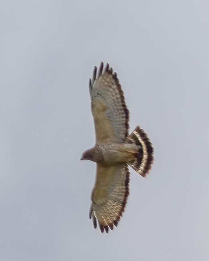 Broad-winged Hawk - Kelly White