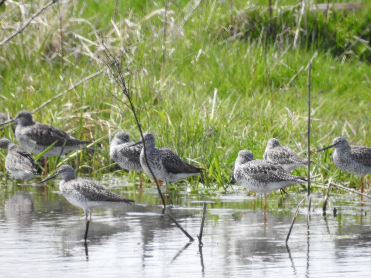 Greater Yellowlegs - ML618222711