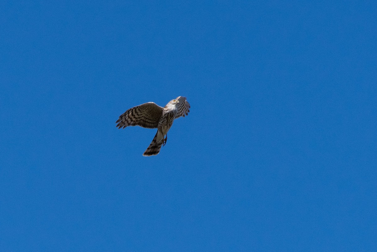 Sharp-shinned Hawk - ML618222716