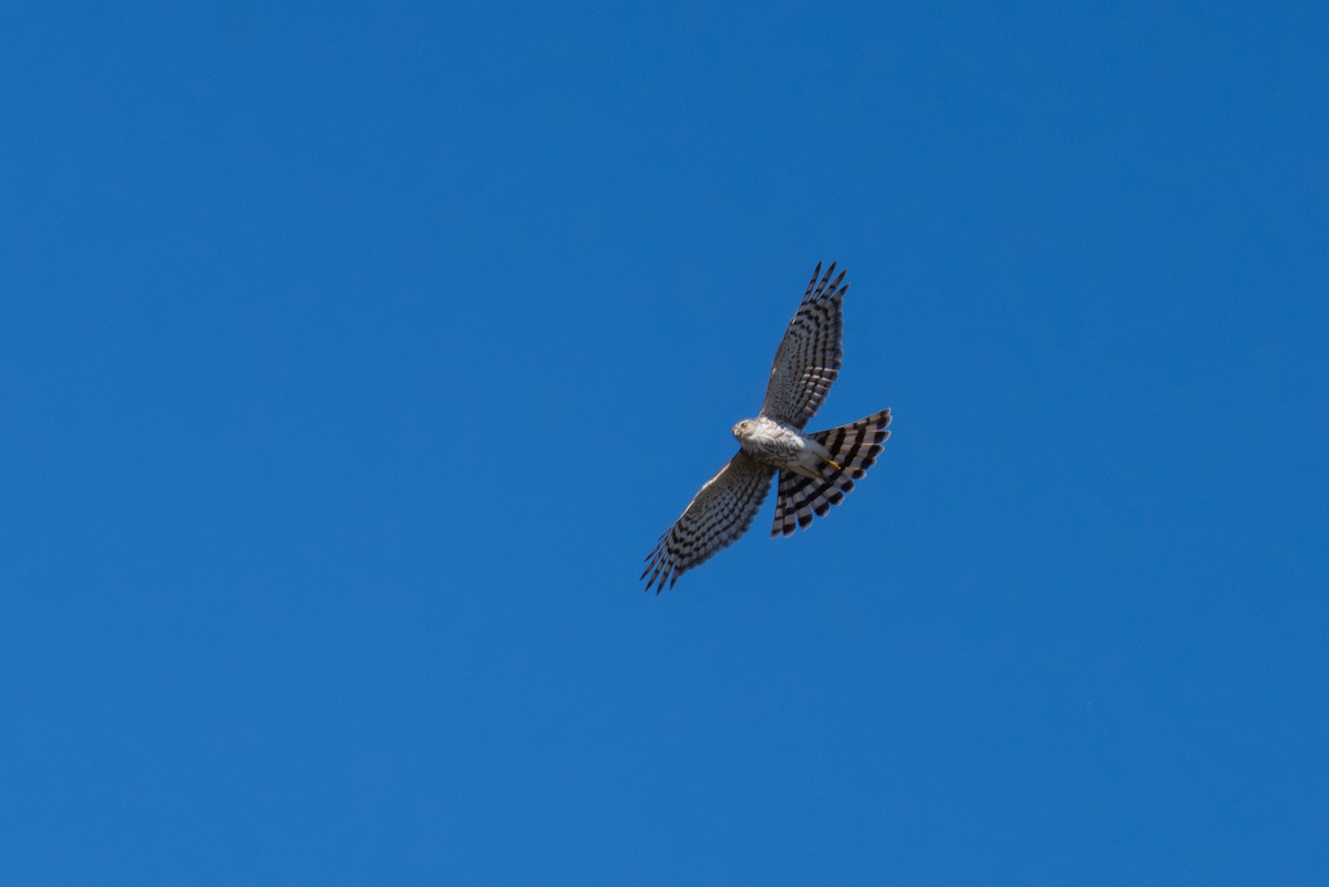 Sharp-shinned Hawk - Evan Grimes