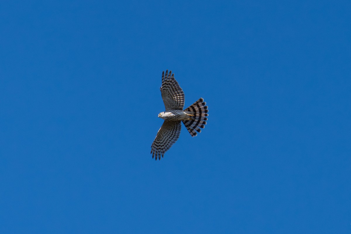 Sharp-shinned Hawk - Evan Grimes