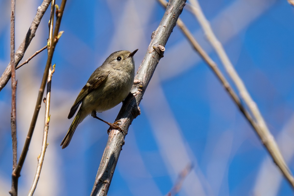 Ruby-crowned Kinglet - Evan Grimes