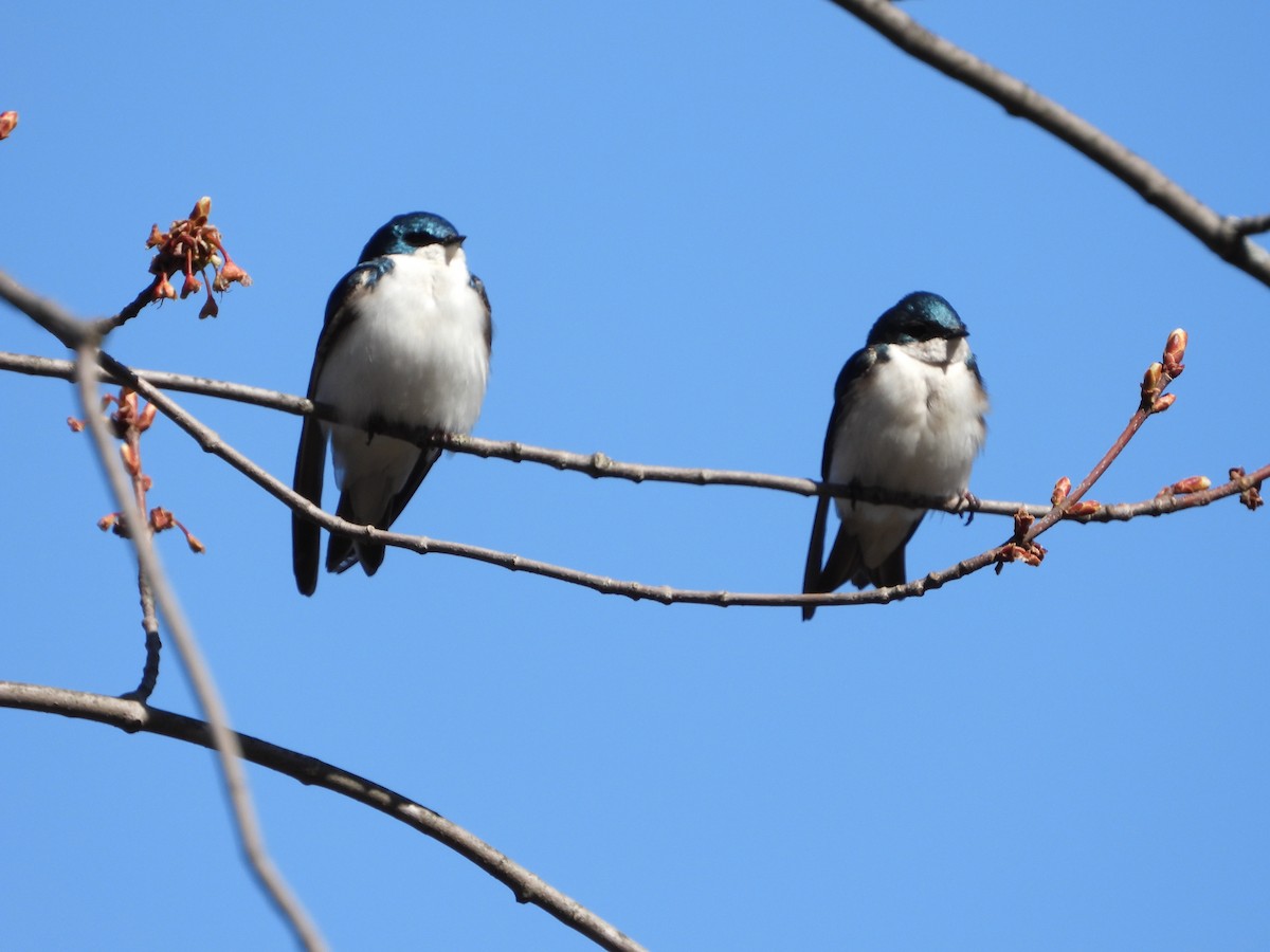 Tree Swallow - Serge Benoit