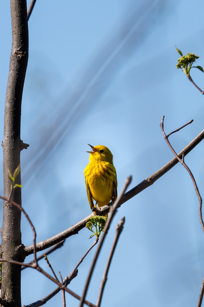 Yellow Warbler - Evan Grimes