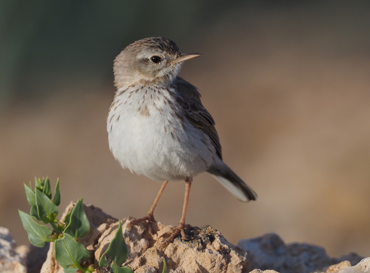 Berthelot's Pipit - Stephan Lorenz