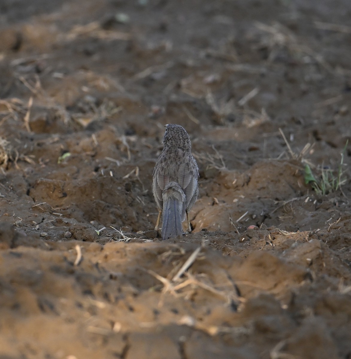 Arabian Babbler - ML618222803