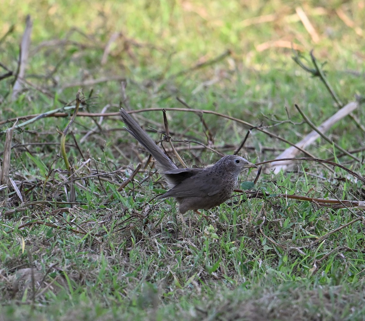 Arabian Babbler - ML618222804