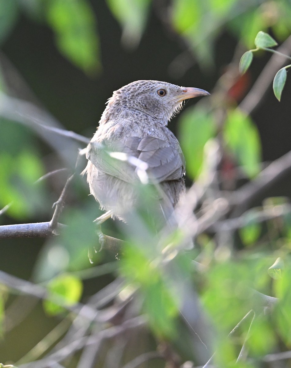 Arabian Babbler - David Darrell-Lambert