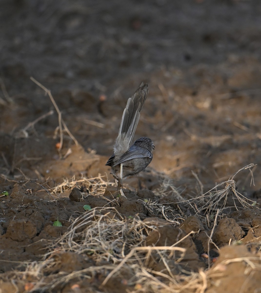 Arabian Babbler - ML618222809