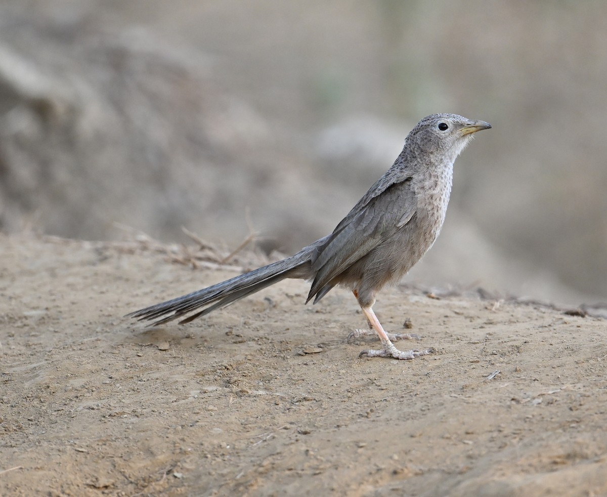 Arabian Babbler - David Darrell-Lambert