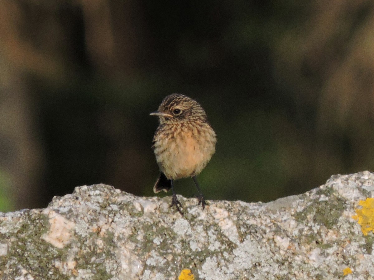 European Stonechat - Jorge Rodal