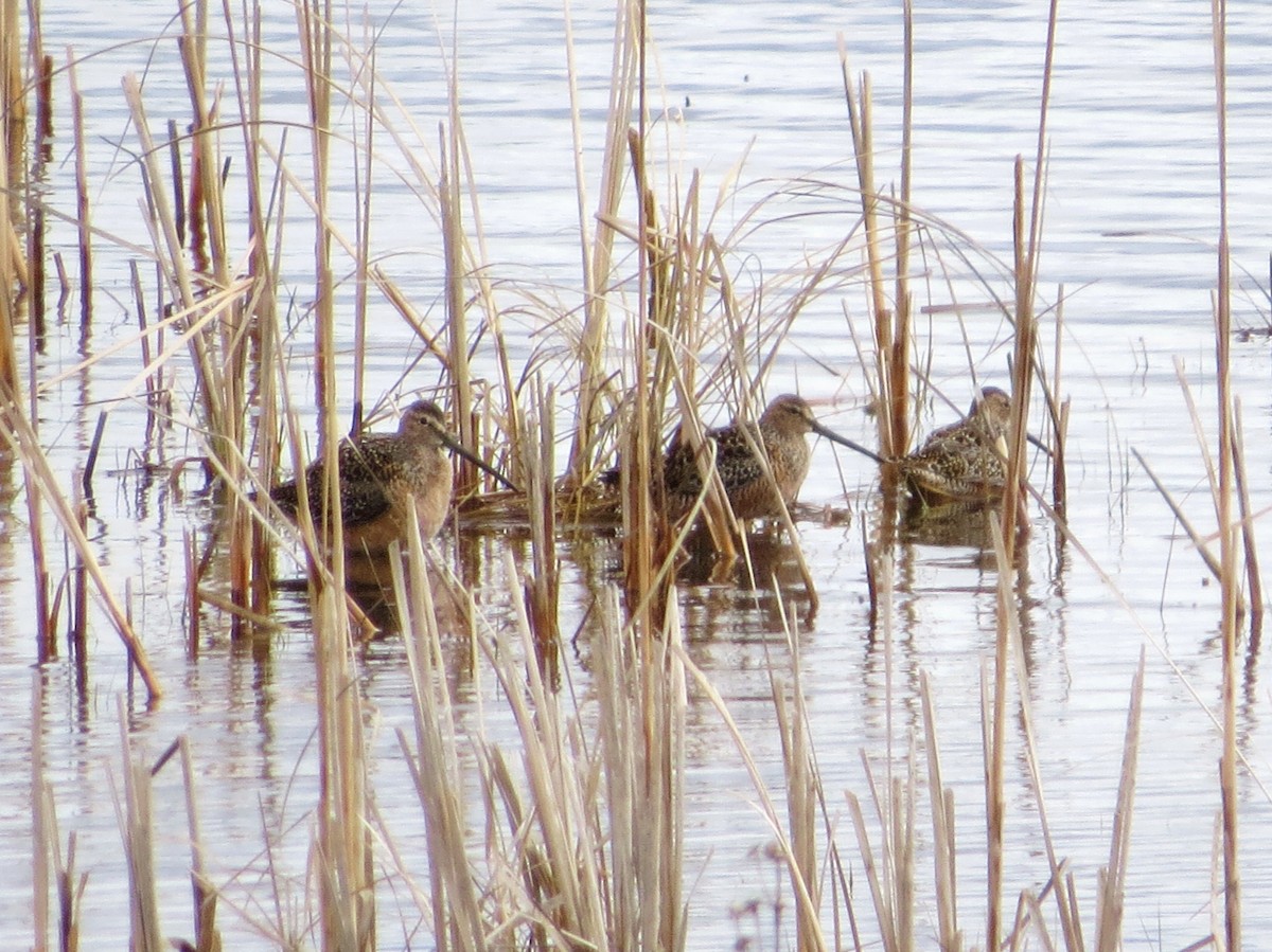 Long-billed Dowitcher - ML618222841