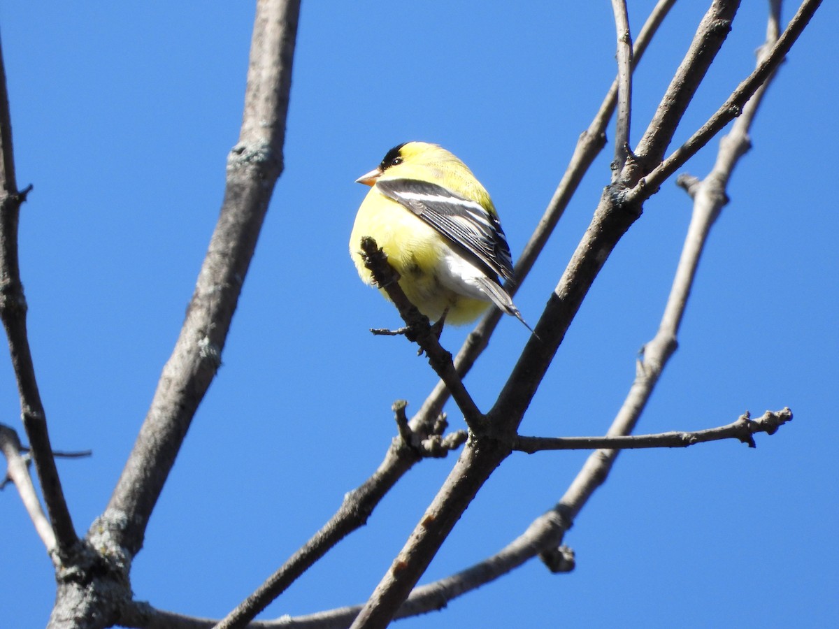 American Goldfinch - Serge Benoit