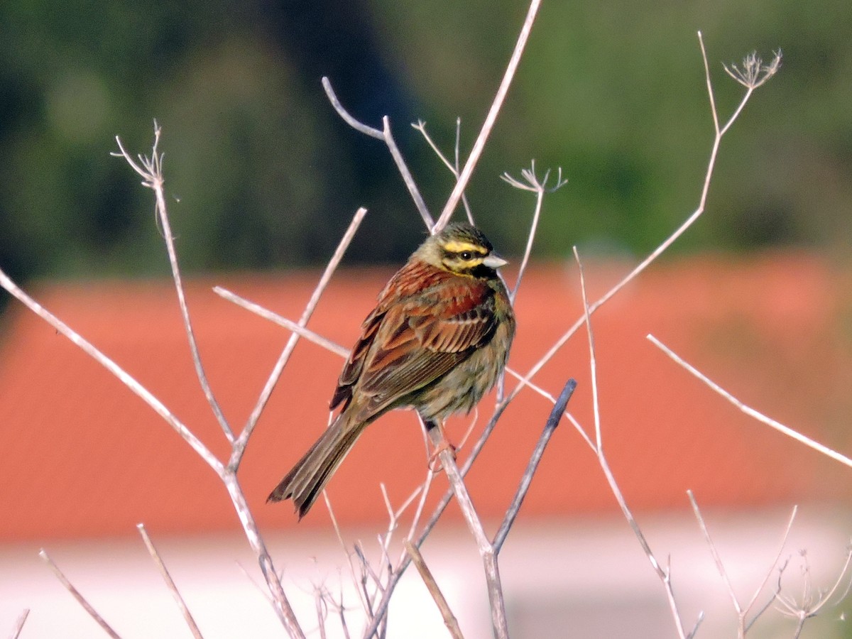 Cirl Bunting - Jorge Rodal