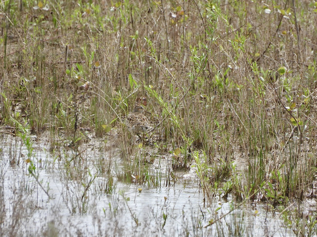 Pectoral Sandpiper - Anonymous