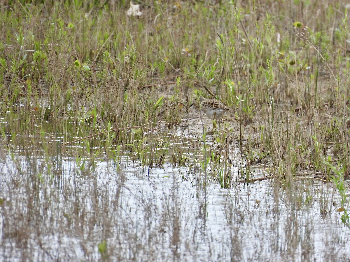 Pectoral Sandpiper - Anonymous