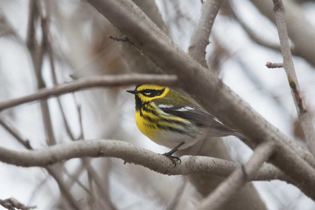 Townsend's Warbler - ML618222929