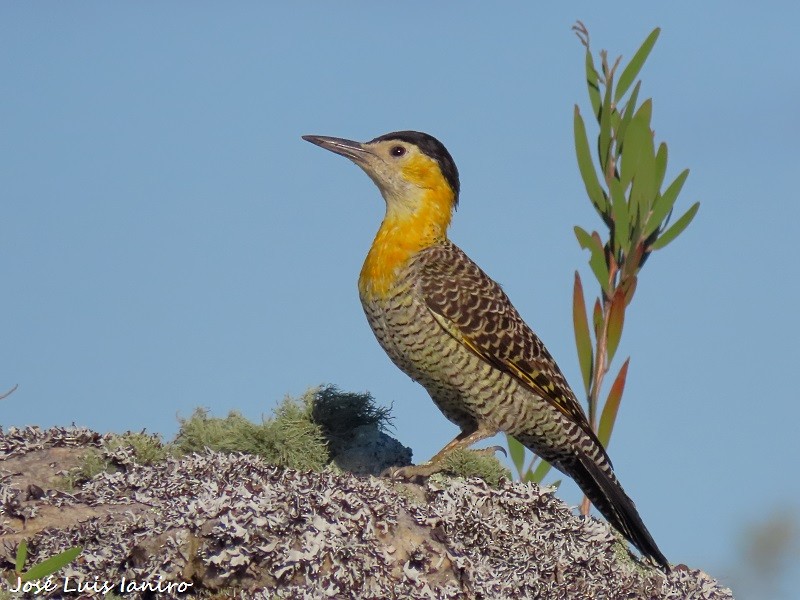 Campo Flicker - José Luis Ianiro