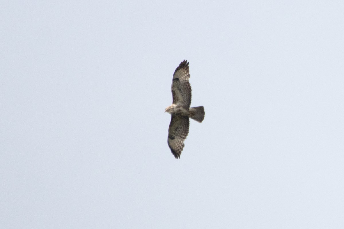 Common Buzzard - ML618222947