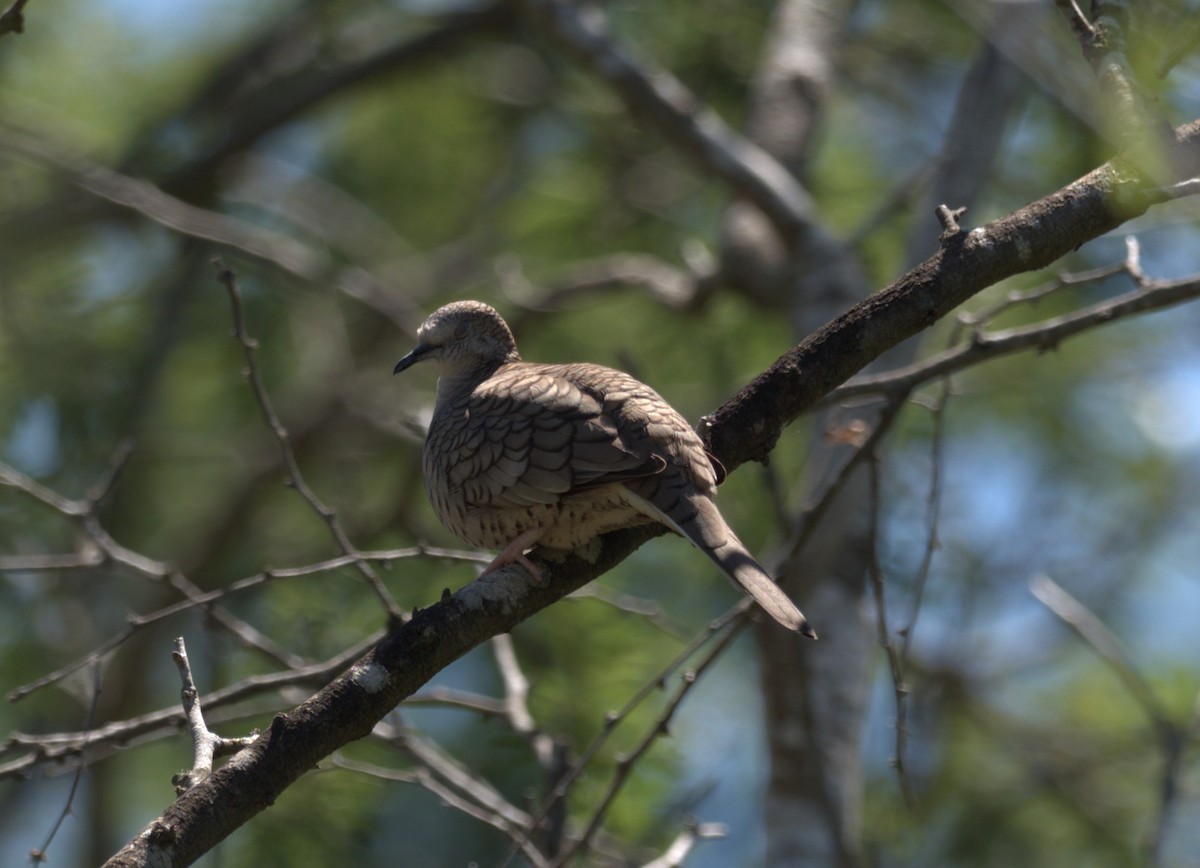 Inca Dove - Daniel Richards