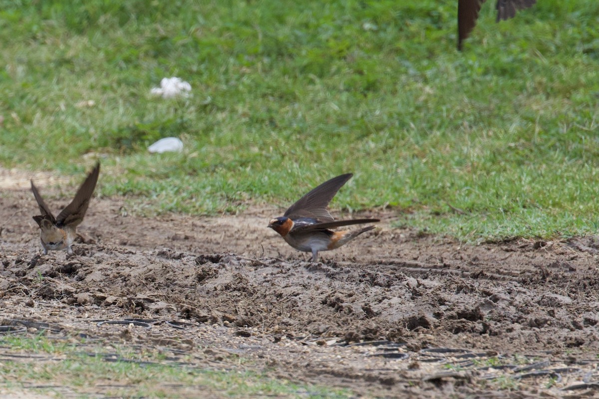 Cliff Swallow - Zachary Tonzetich