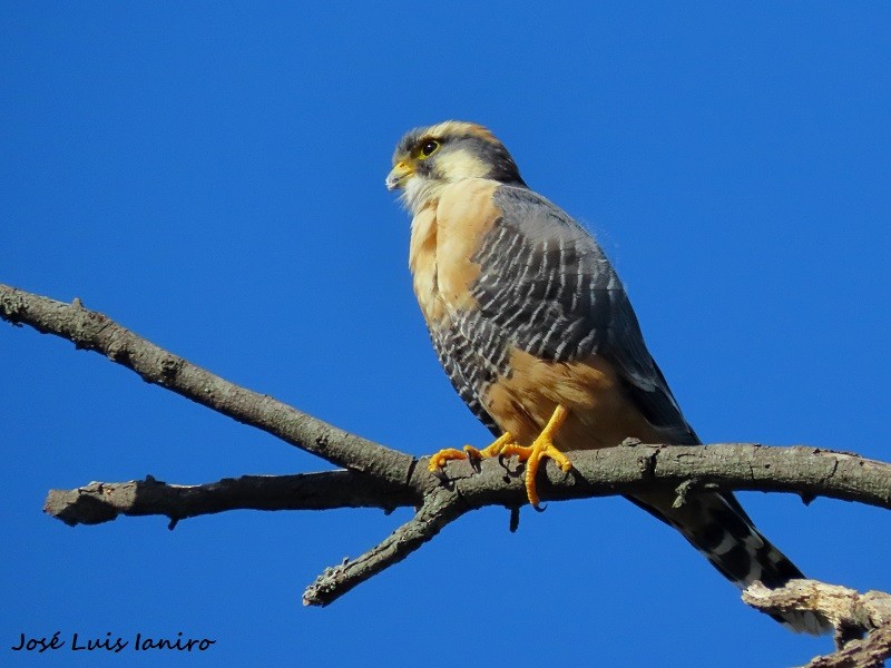 Aplomado Falcon - José Luis Ianiro