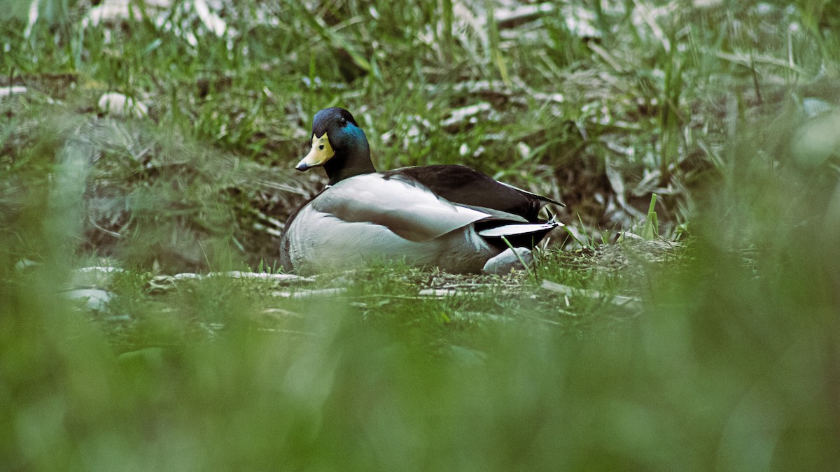 Mallard - Greg kerluke