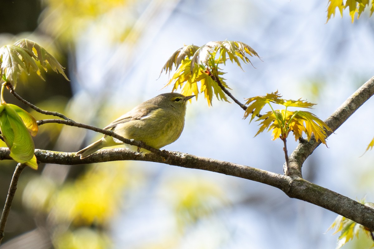 Orange-crowned Warbler - ML618222974