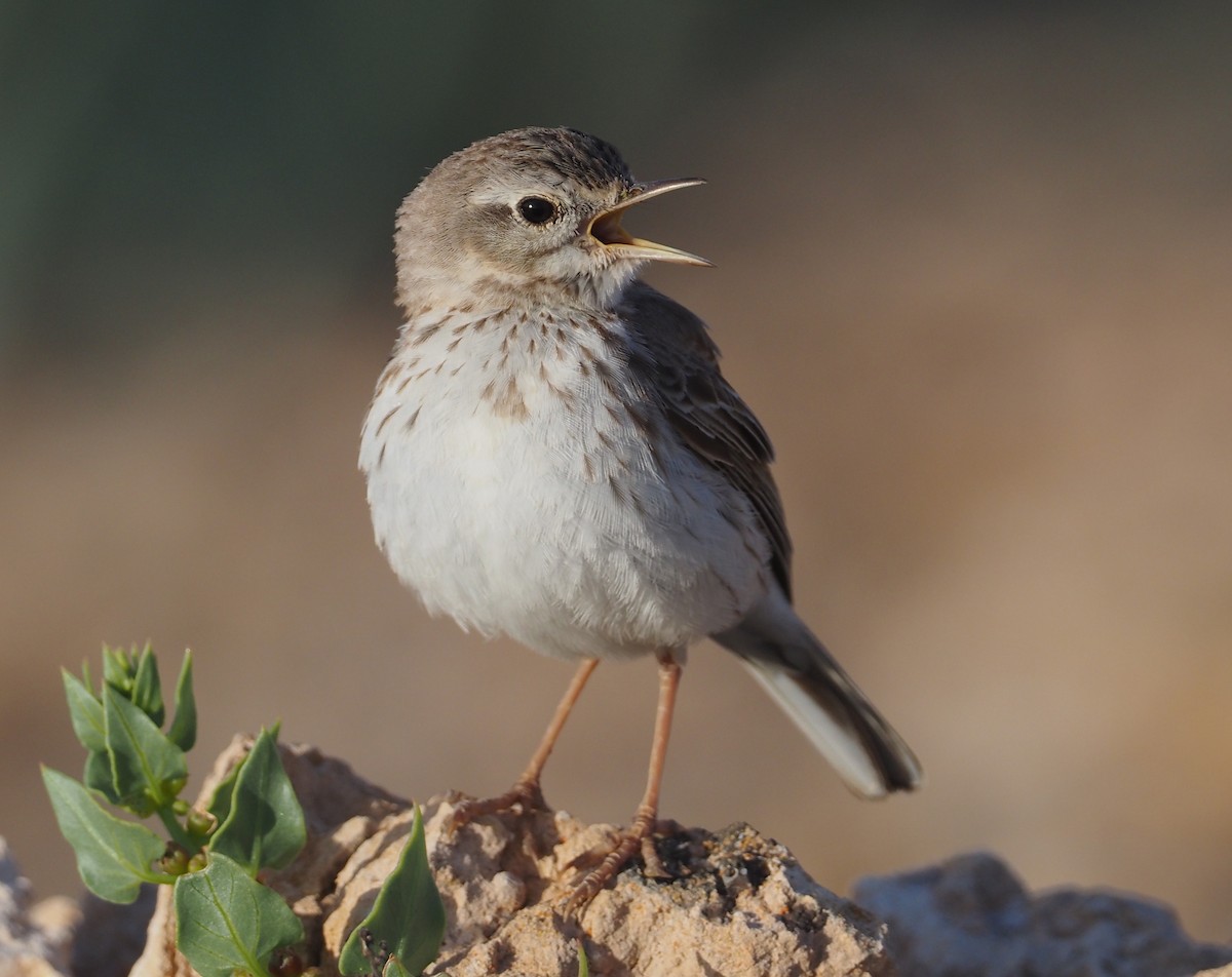 Berthelot's Pipit - Stephan Lorenz