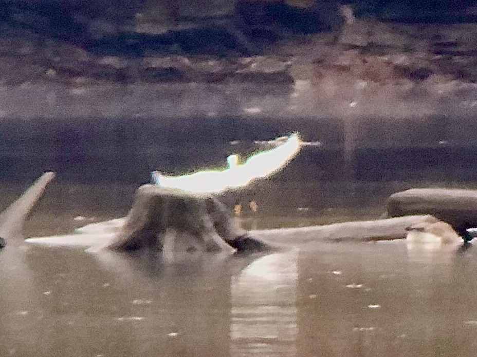 Snowy Egret - James P. Smith