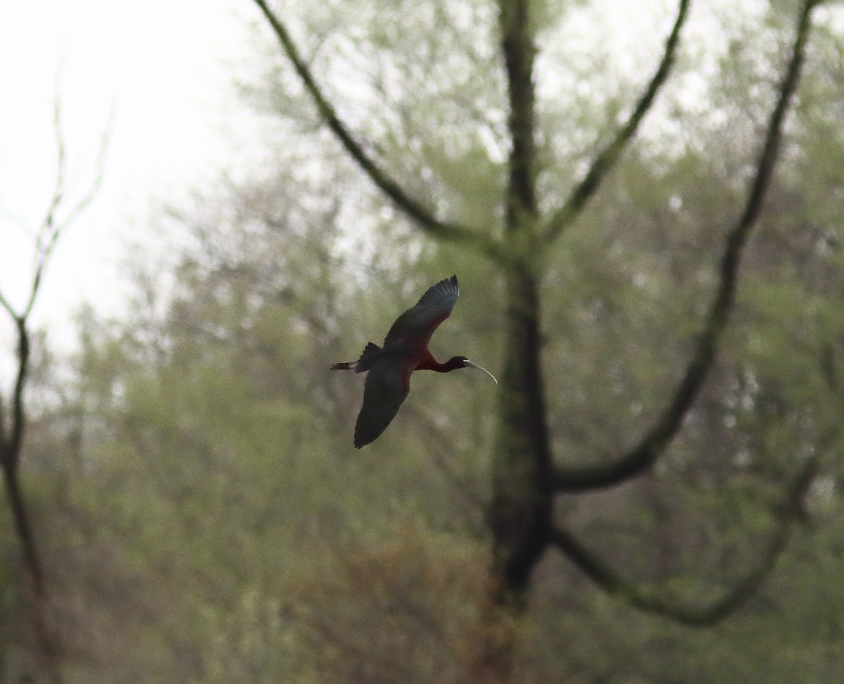 ibis hnědý - ML618223022