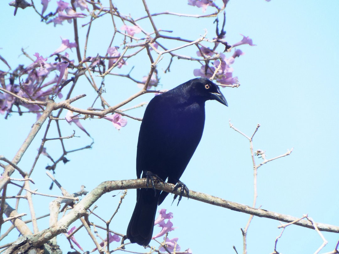 Giant Cowbird - Henrique Heidi Horiyshi