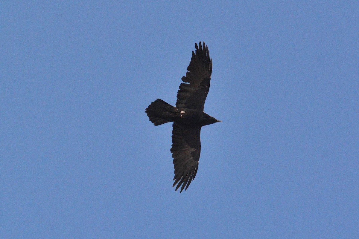 Common Raven - Gary Davidson