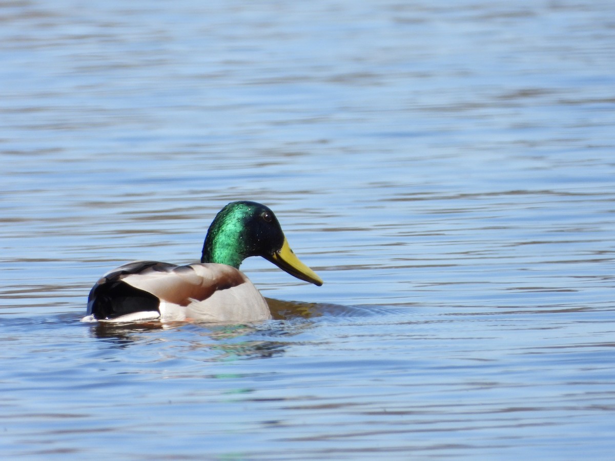 Mallard - Serge Benoit