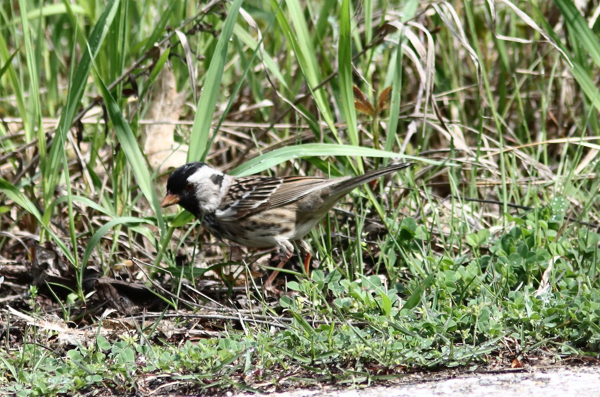 Harris's Sparrow - Blake Mann